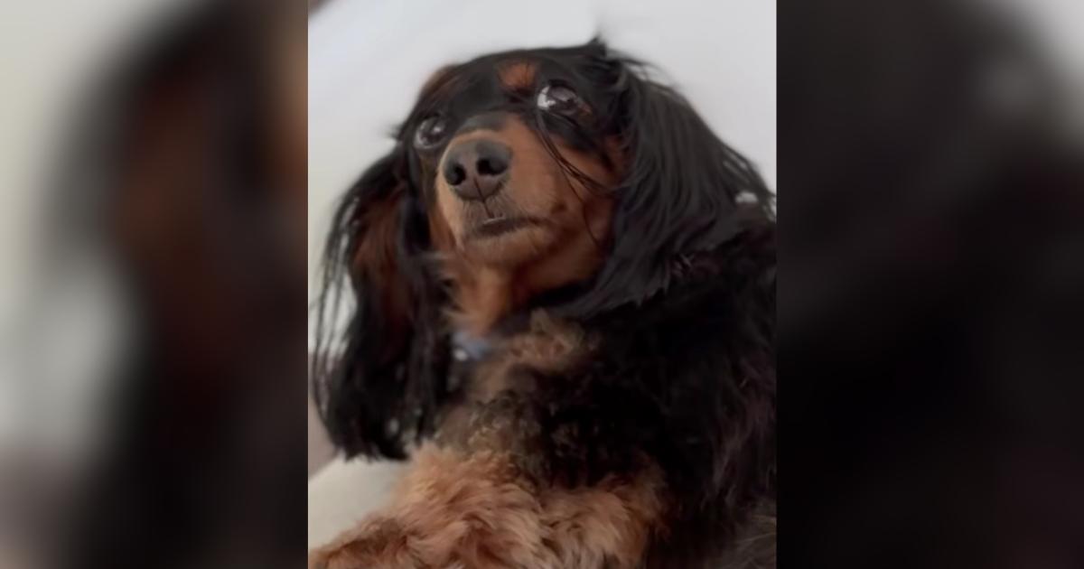 Awkward Dachshund Saves Her Sweetest Stares For Dad