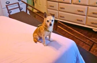 Best Dog Ramp For Senior Dogs: A Vet Tech’s Honest Review