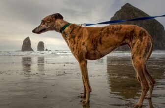 Best Foods for Greyhounds with Allergies