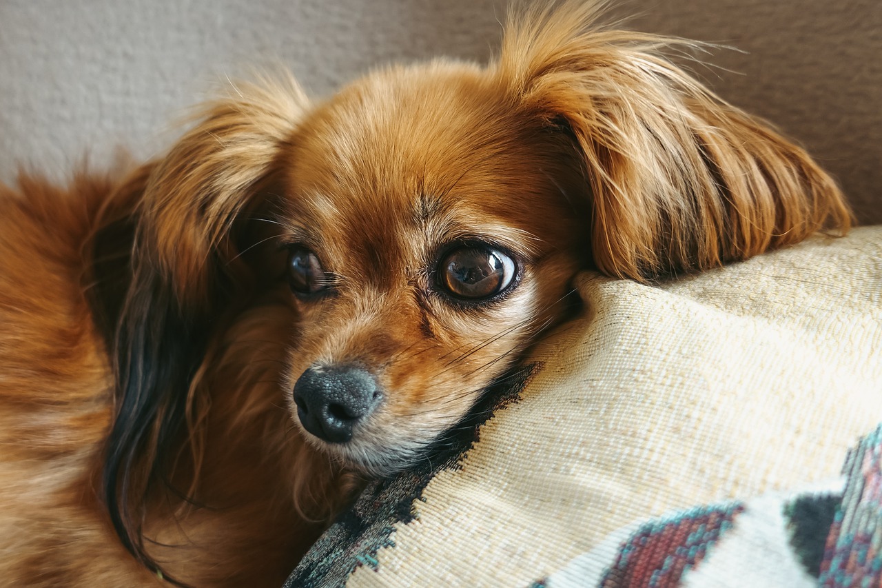 Best Foods for Papillons with Allergies Best Foods for Papillons with Allergies