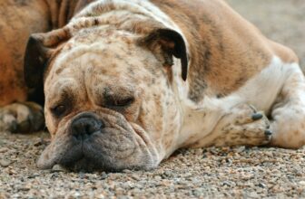 Best Foods for a Boxer with Diarrhea