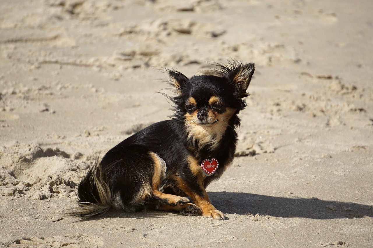 Best Foods for a Chihuahua with Arthritis