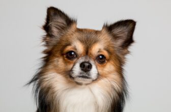 Best Foods for a Chihuahua with Diarrhea