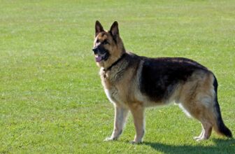 Best Foods for a German Shepherd with Arthritis