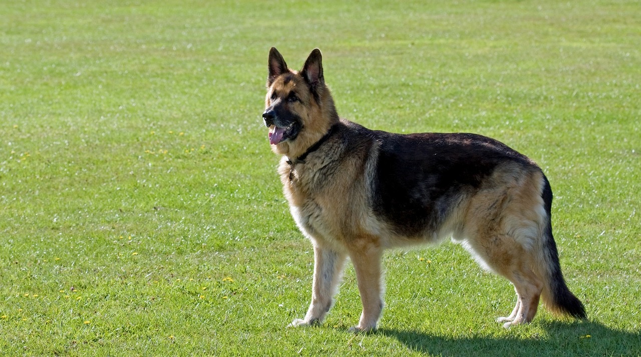 Best Foods for a German Shepherd with Arthritis