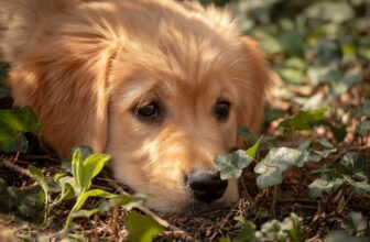 Best Foods for a Golden Retriever with Diarrhea