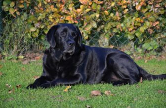 Best Foods for a Lab with Arthritis