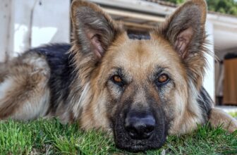 Best Foods for a Picky Eater German Shepherd