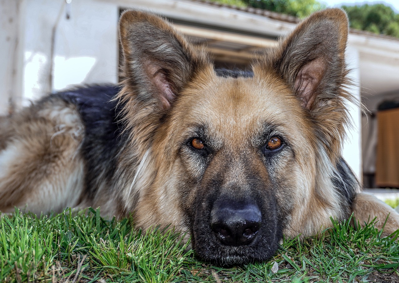 Best Foods for a Picky Eater German Shepherd