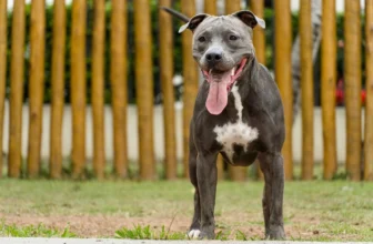 Best Foods for a Pit Bull with Arthritis