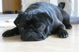 Best Foods for a Pug with Diarrhea