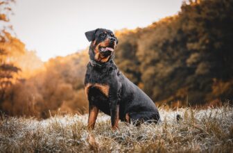 Best Foods for a Rottweiler with Arthritis