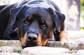 Best Foods for a Rottweiler with Diarrhea