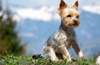 Best Foods for a Yorkie with Arthritis