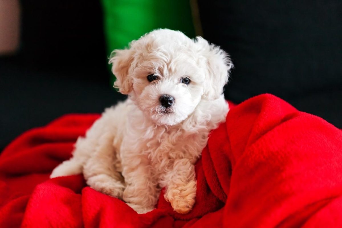 Best Puppy Dog Foods for Bichon Frises