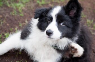 Best Puppy Dog Foods for Border Collies