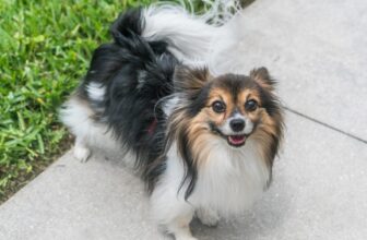 Best Puppy Dog Foods for Papillons