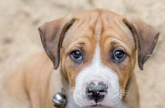 Best Puppy Dog Foods for Pit Bulls