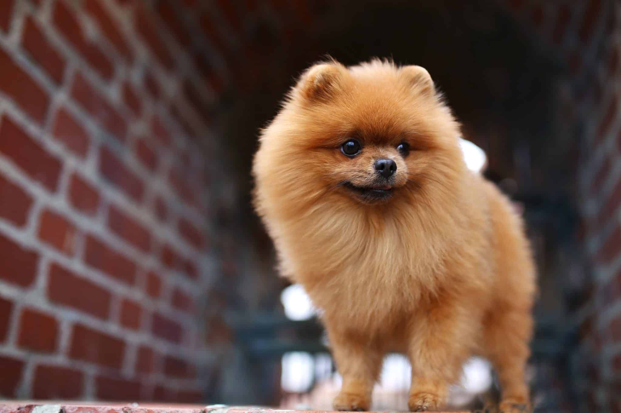 Best Puppy Dog Foods for Pomeranians Best Puppy Dog Foods for Pomeranians