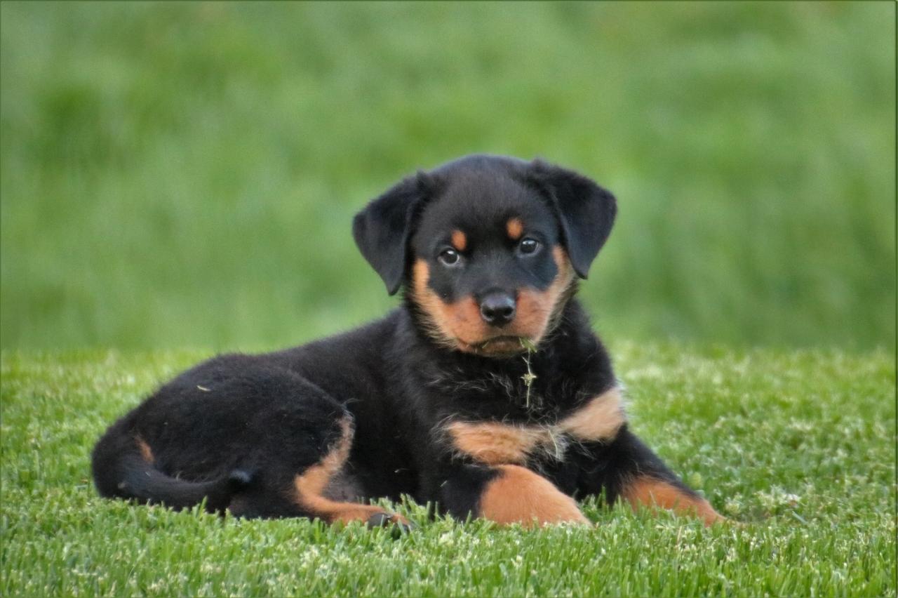 Best Puppy Dog Foods for Rottweilers Best Puppy Dog Foods for Rottweilers
