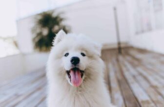 Best Puppy Dog Foods for Samoyeds