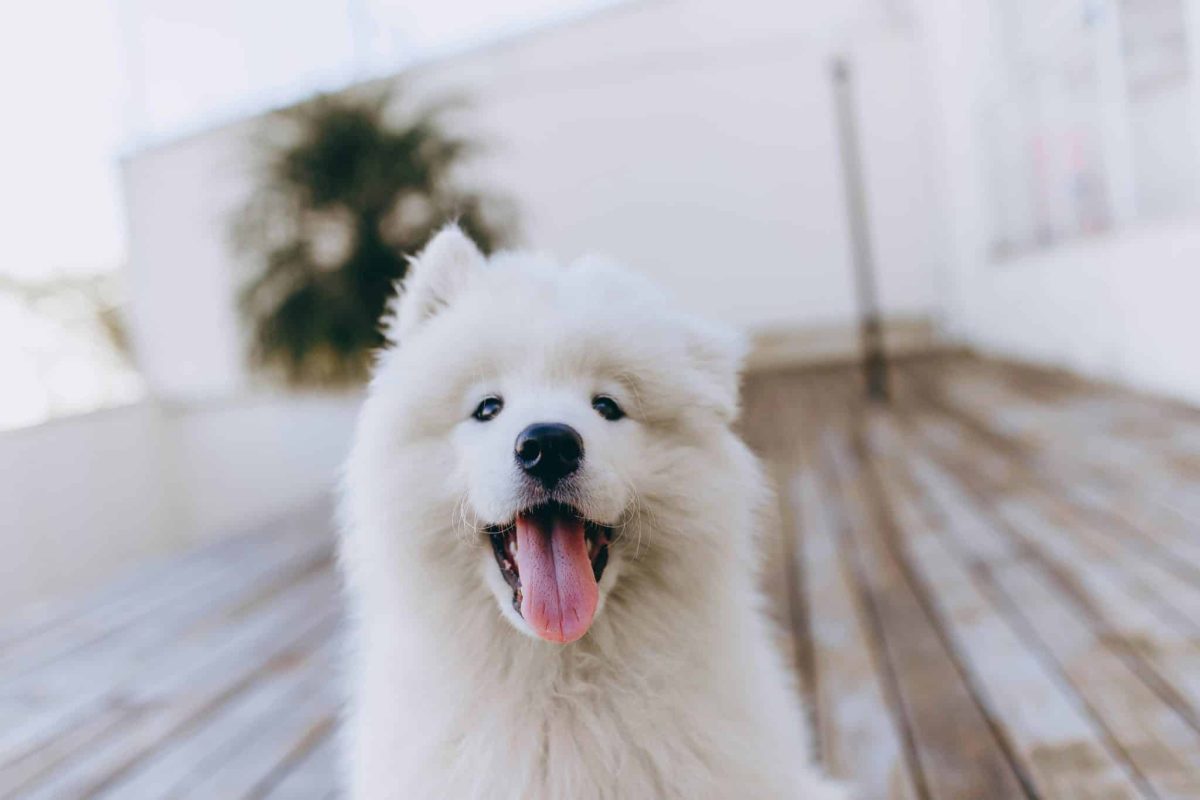 Best Puppy Dog Foods for Samoyeds Best Puppy Dog Foods for Samoyeds