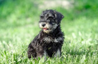 Best Puppy Dog Foods for Schnauzers