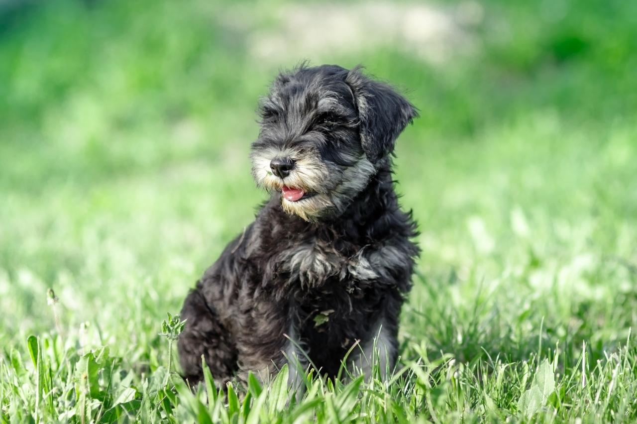 Best Puppy Dog Foods for Schnauzers