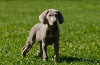 Best Puppy Dog Foods for Weimaraners