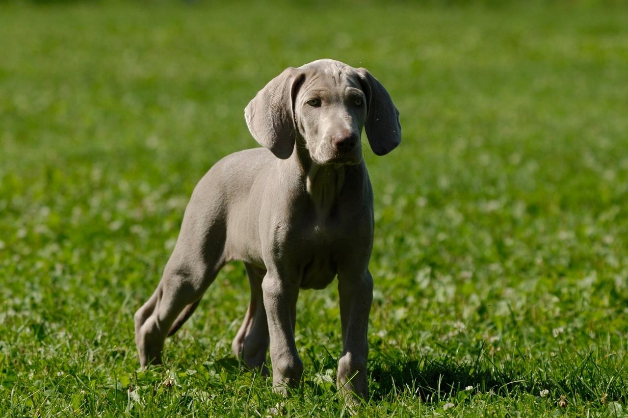 Best Puppy Dog Foods for Weimaraners Best Puppy Dog Foods for Weimaraners