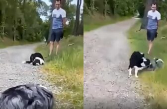 Border Collie And Aussie Meet On A Trail— Then Instinct Takes Over