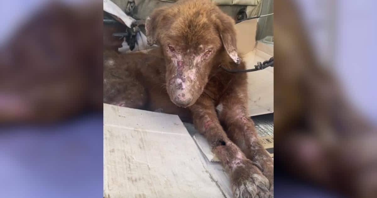 Burned And Traumatized After A Missile Strike, This Dog Just Wanted Love