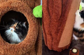 Calico Persian Carrot and Her Cat Tree Are Giving “Interior Design Goals”