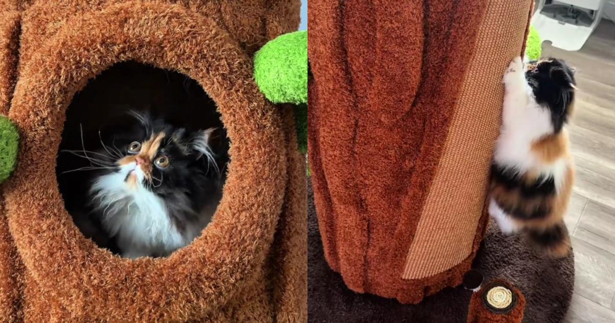 Calico Persian Carrot and Her Cat Tree Are Giving “Interior Design Goals” Calico Persian Carrot and Her Cat Tree Are Giving “Interior Design Goals”