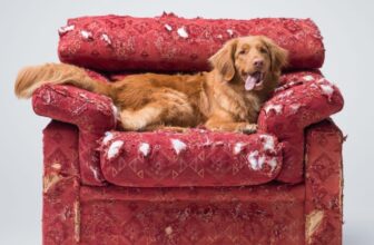 Calm the Crazy: Food That Helps Anxious Dogs Feel Grounded