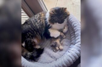 Cat Bonds With Stuffie, Then Gets The Real-Life Sister Of His Dreams