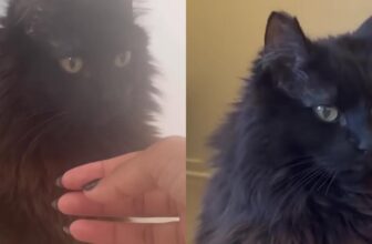 Cat Defies The Odds After Being Given Just Six Months To Live