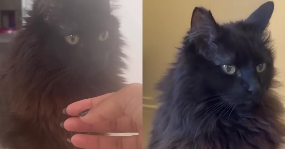 Cat Defies The Odds After Being Given Just Six Months To Live