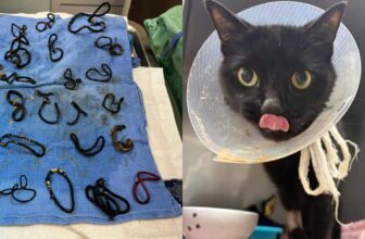 Cat Rescued Just In Time After Vets Discover 26 Hair Ties Causing Blockage