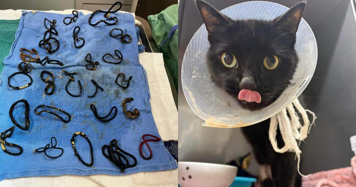 Cat Rescued Just In Time After Vets Discover 26 Hair Ties Causing Blockage
