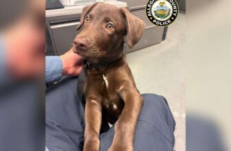 Chocolate Lab Puppy Abandoned At Airport After Owner Was Denied Boarding With Pet