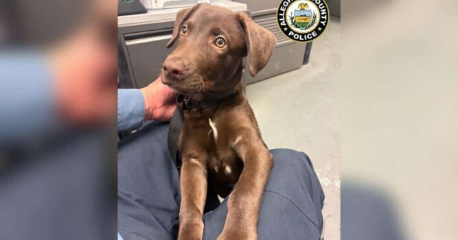 Chocolate Lab Puppy Abandoned At Airport After Owner Was Denied Boarding With Pet