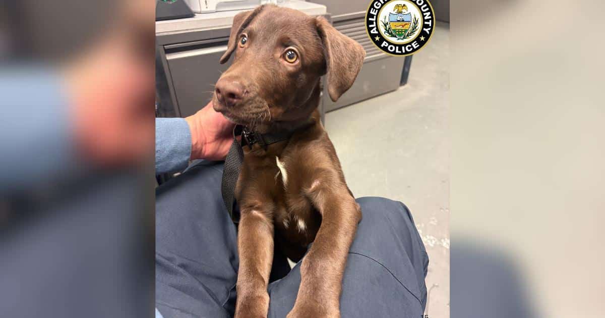Chocolate Lab Puppy Abandoned At Airport After Owner Was Denied Boarding With Pet