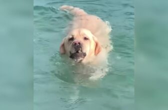 Chunky Lab Found Confidence (and Cardio) in Rock Diving