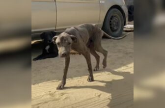 Couple Puts Vacation on Pause After Hearing What The Vet Said About This Stray Dog