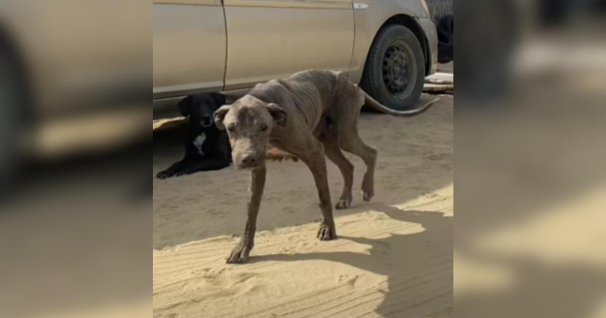 Couple Puts Vacation on Pause After Hearing What The Vet Said About This Stray Dog