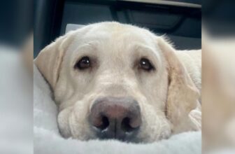 Cross-State Rescue Mission For One Dog Leads To Unexpected Sister Reunion