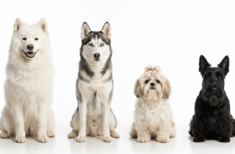 Dog Breeds That Start With S (2026): 25 Breeds Worth Knowing