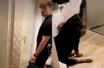 Dog Flat-Out Refuses To Go For A Walk With The ‘Spare Human’