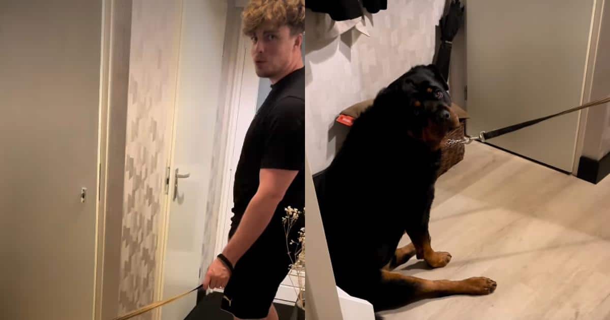 Dog Flat-Out Refuses To Go For A Walk With The ‘Spare Human’ Dog Flat-Out Refuses To Go For A Walk With The ‘Spare Human’